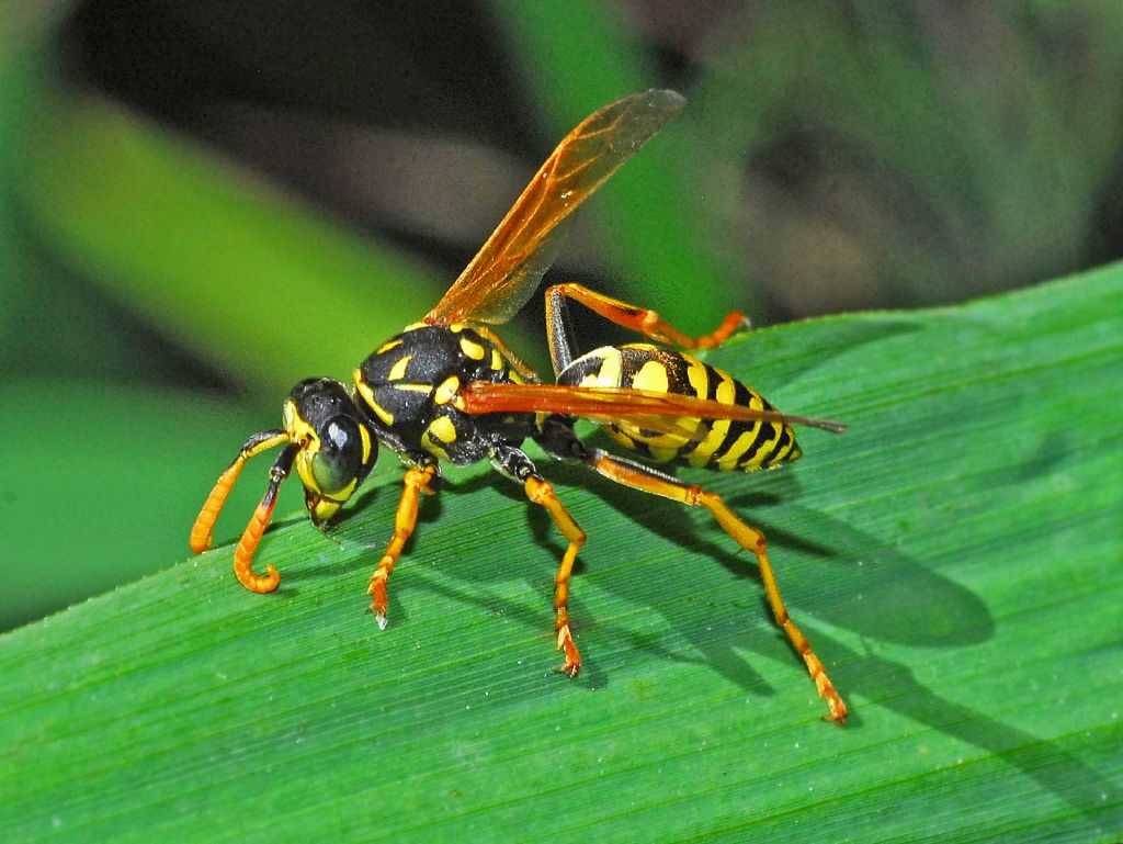 Una bella vespa: Polistes dominula, maschio